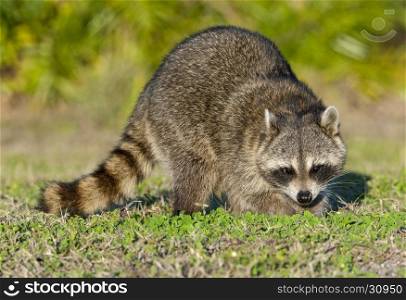 Raccoon standing on green grass in middle of field in county park