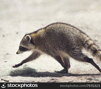 Raccoon walking in Florida park, close up shot