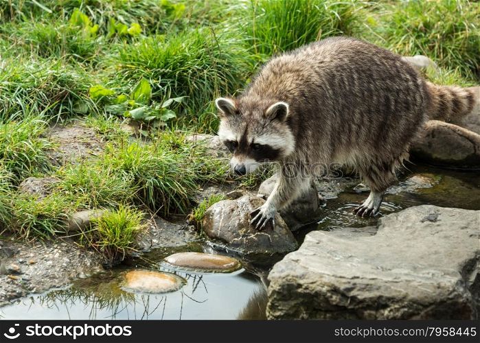 raccoon walking in the green grass near rocks and water