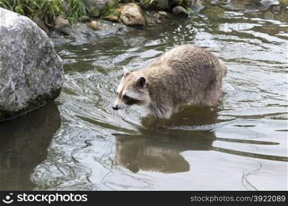raccoon walking in the water near the rocks
