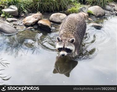raccoon walking in the water with grass near the rocks