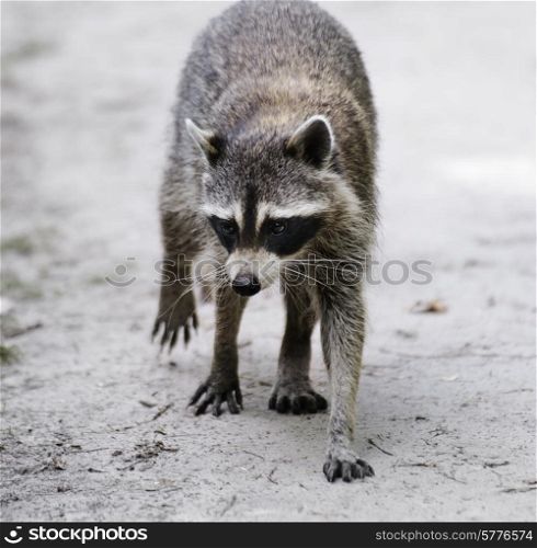 Raccoon Walking On A Dirt Road