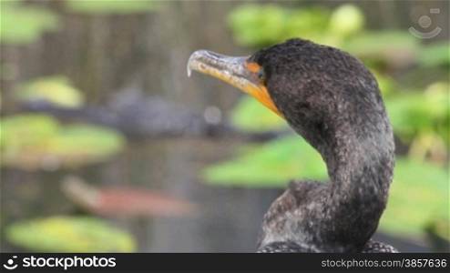 Rack focus from an Anhinga closeup to an alligator in the water in the Everglades, Fl