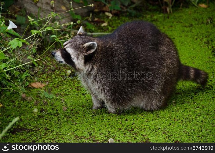 Racoon, Procyon lotor. Racoon, Procyon lotor, sitting in a water pit and looking for food