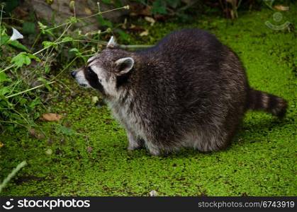 Racoon, Procyon lotor. Racoon, Procyon lotor, sitting in a water pit and looking for food