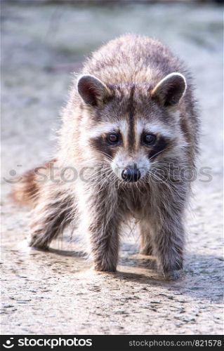 racoon wading in puddle looking for food