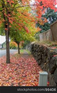 Radiant fall colors burst forth from trees lining a street in Burien, Washington.