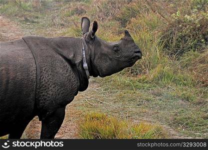 Radio tracking rhino in Chitawan NP