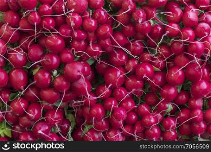 Radishes - an edible root vegetable of the Brassicaceae family . Radishes are grown and eaten throughout the world, mostly raw as a crunchy salad vegetable.