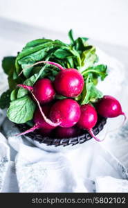 Radishes on white background