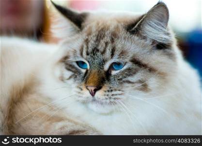 Ragamuffin cat portrait. Animals: close-up portrait of blue-eyed Ragamuffin cat