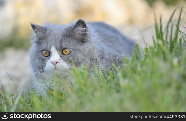 Ragdoll cat in the grass