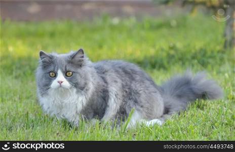 Ragdoll cat in the grass