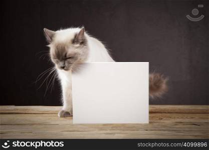 Ragdoll cat with white note (copy space)