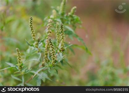 Ragweed blooming bushes. Ambrosia artemisiifolia dangerous allergenic plant which causing strong allergy summer and autumn. Dangerous weed flower hay fever. Flowering plant on field selective focus.
