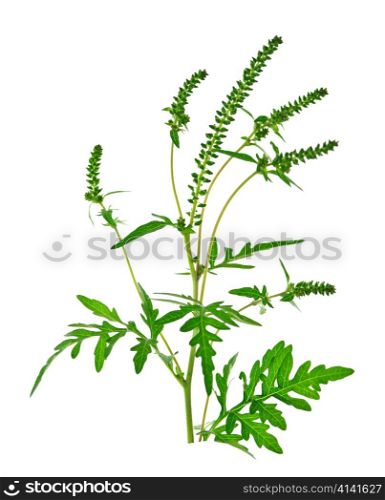 Ragweed plant in allergy season isolated on white background, common allergen