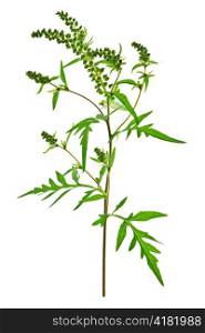 Ragweed plant in allergy season isolated on white background, common allergen