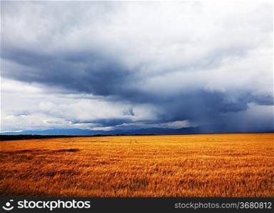 Rain above wheat field