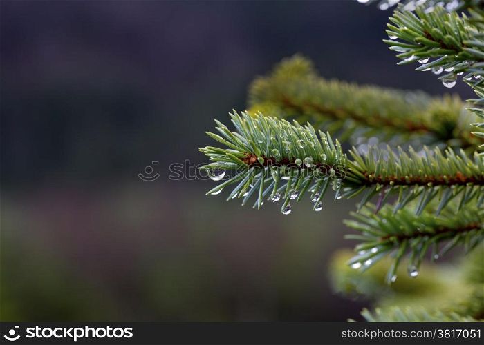 Rain and dew drops on tips of spruce needles with copy space on left of horizontal image;