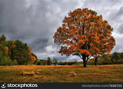 Rain and overcast sky over misty fall woodland. Orange autumn oaks on meadow. Golden Autumn Landscape. Colorful trees in forest.
