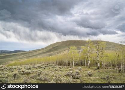 rain and storm clouds over aspen grove in North Park in Colorado, spring scenery with fresh green leaves