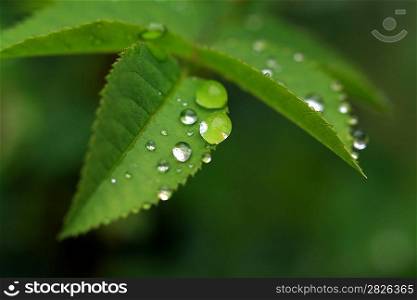 rain dripped on green herb