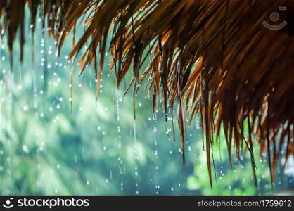 Rain drops falling from cogon grass roof hut on rainy morning, old cogon grass hut in a tropical forest, Minimal concept.
