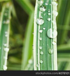 rain drops on green blades of carex morrowii japonica close up