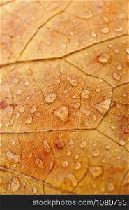 rain drops on the brown leaf in autumn season, autumn colors in the nature