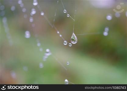 rain drops on the spider web in the nature in autumn season