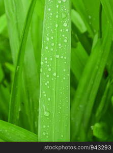 Rain Drops with drops of water on green grass