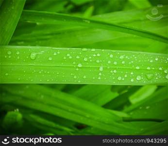 Rain Drops with drops of water on green grass