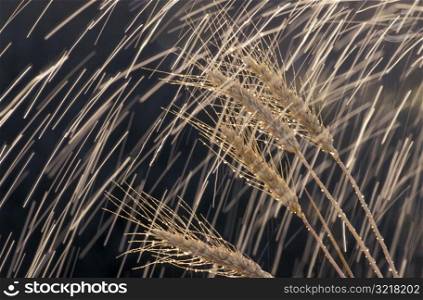 Rain Falling on Wheat