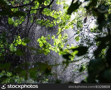 Rain falls in the forest