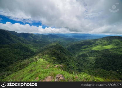 Rain forest