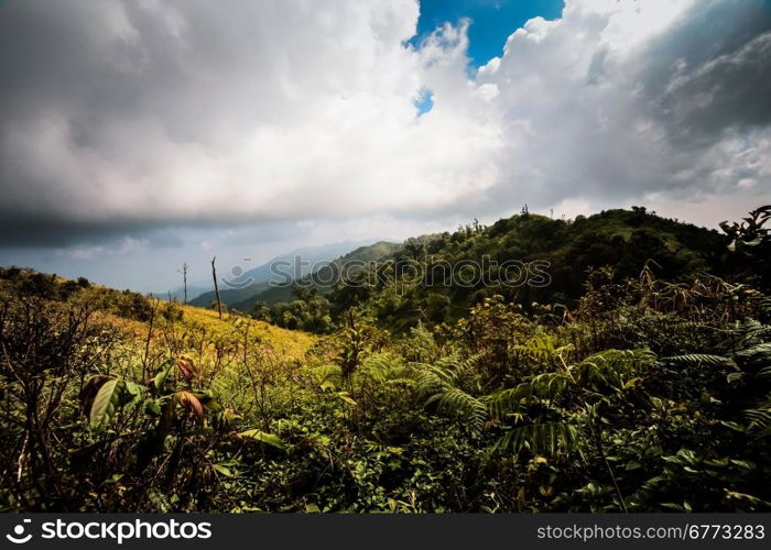 Rain forest