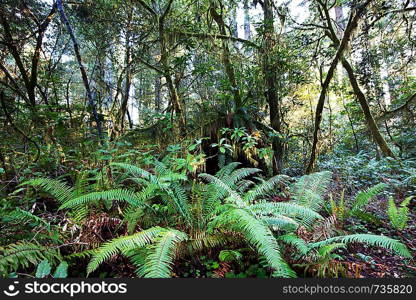 rain forest