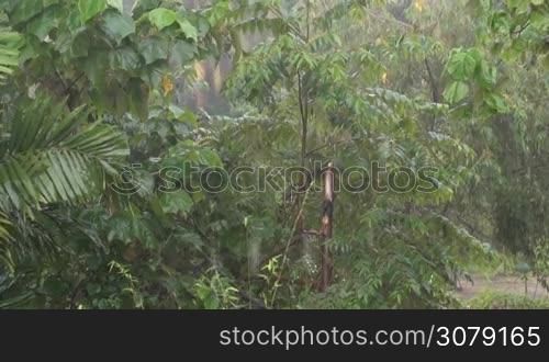 Rain forest. Heavy rain during the rainy season in Asia