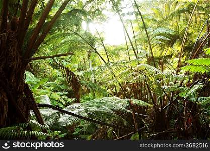 rain forest in Hawaii