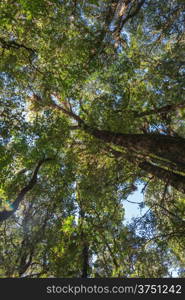 Rain forest in north of Thailand, Inthanon national park