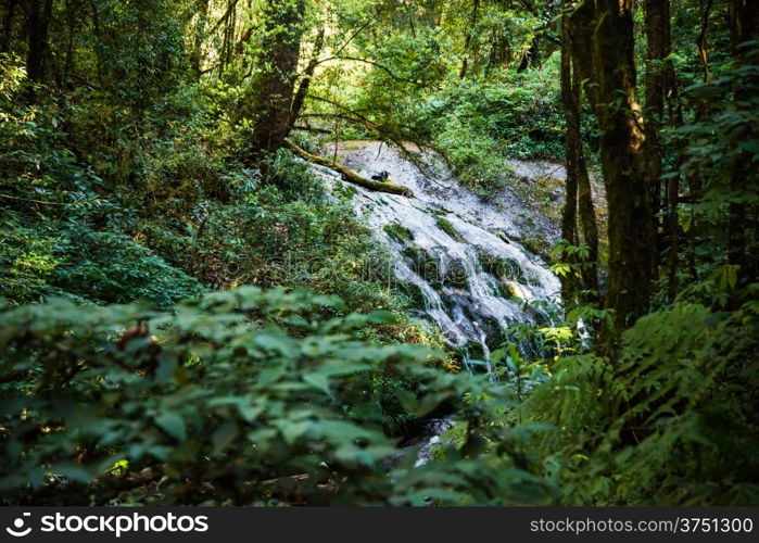 Rain forest in north of Thailand, Inthanon national park