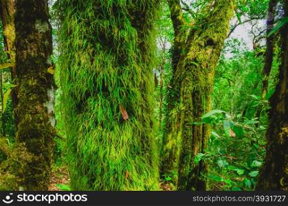 rain forest in spring