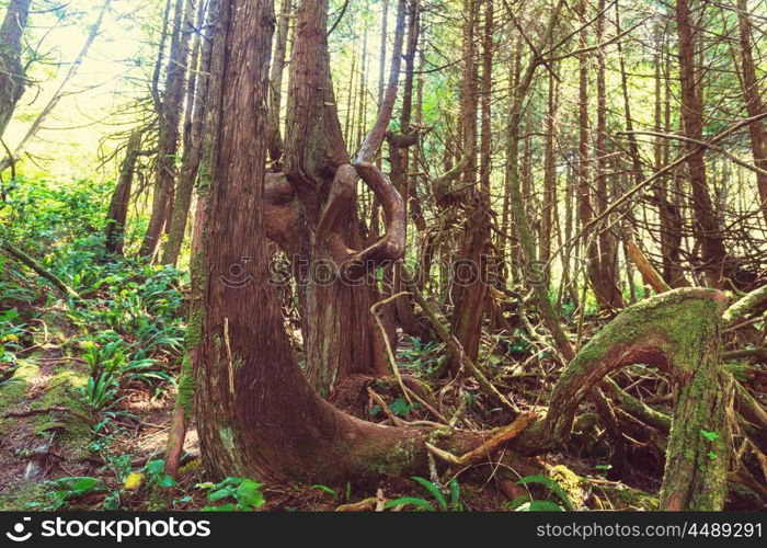 Rain forest in Vancouver island, British Columbia, Canada