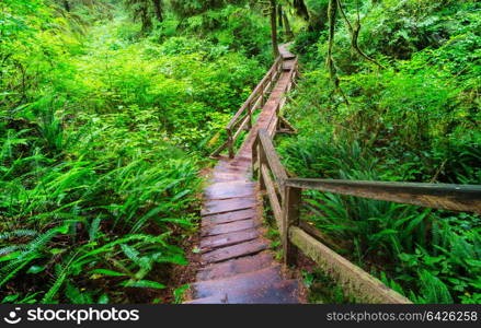 Rain forest in Vancouver island, British Columbia, Canada