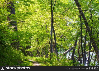 Rain forest with dense vegetation