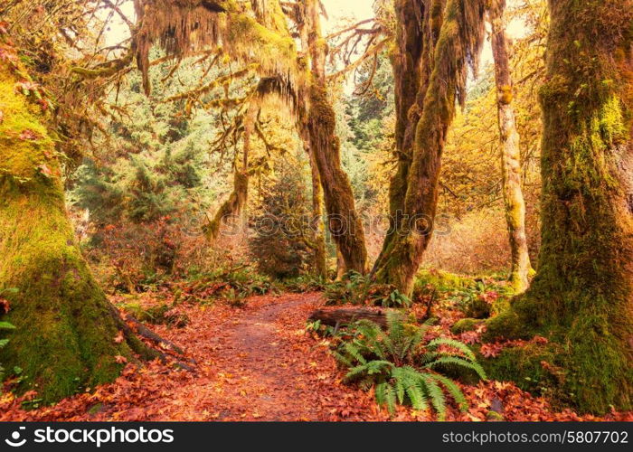 Rain forest with dense vegetation