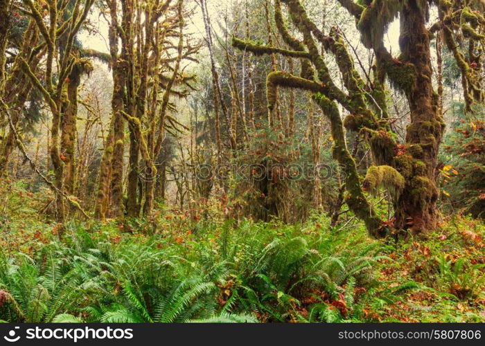 Rain forest with dense vegetation