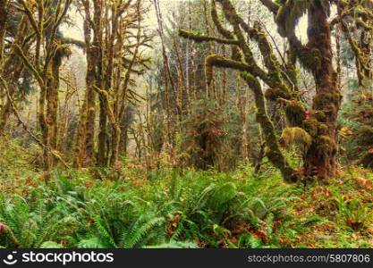 Rain forest with dense vegetation