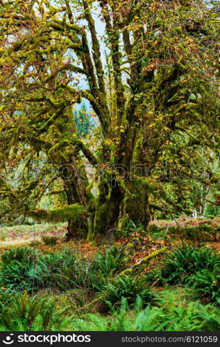 Rain forest with dense vegetation