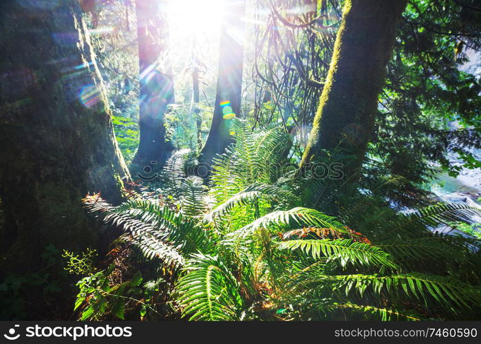 Rain forest with dense vegetation